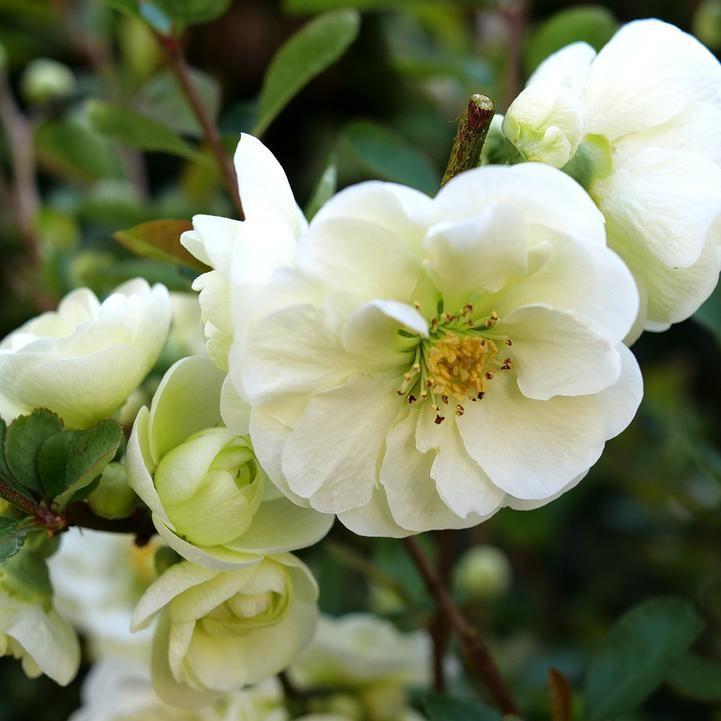 Chaenomeles speciosa 'SMNCSDW' PP35018 - PW® Double Take™ Eternal White® Flowering Quince
