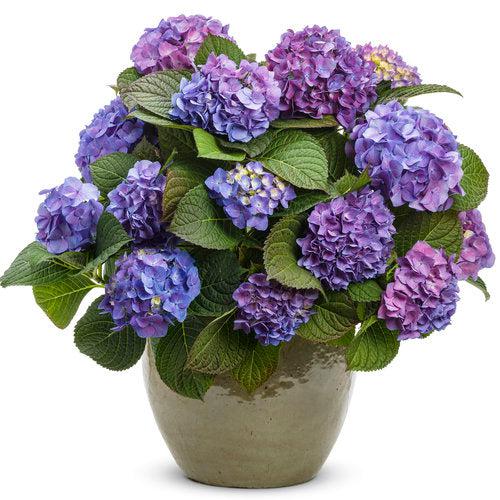 Hydrangea macrophylla 'SMHMTAU' - Let's Dance® Blue Jangles® Hydrangea
