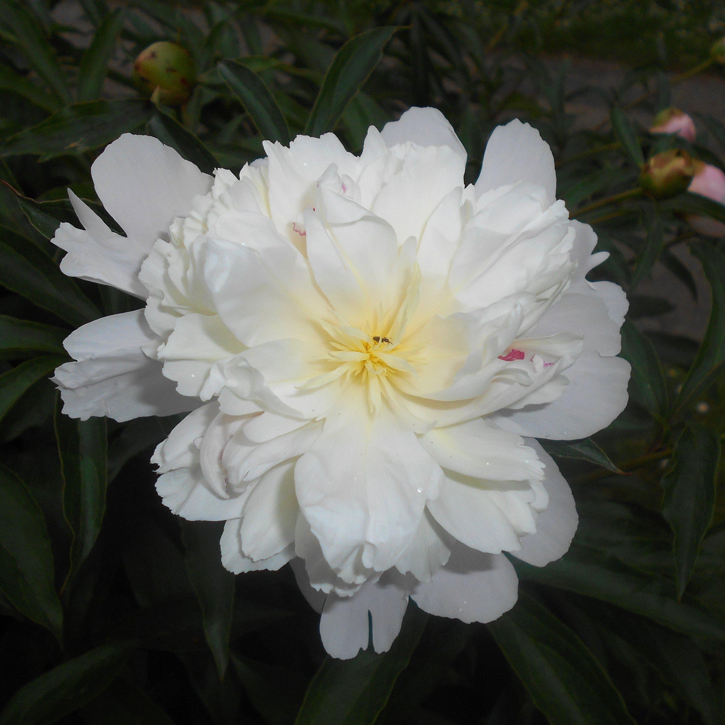 Paeonia lactiflora 'Duchesse de Nemours' - Duchesse de Nemours Peony