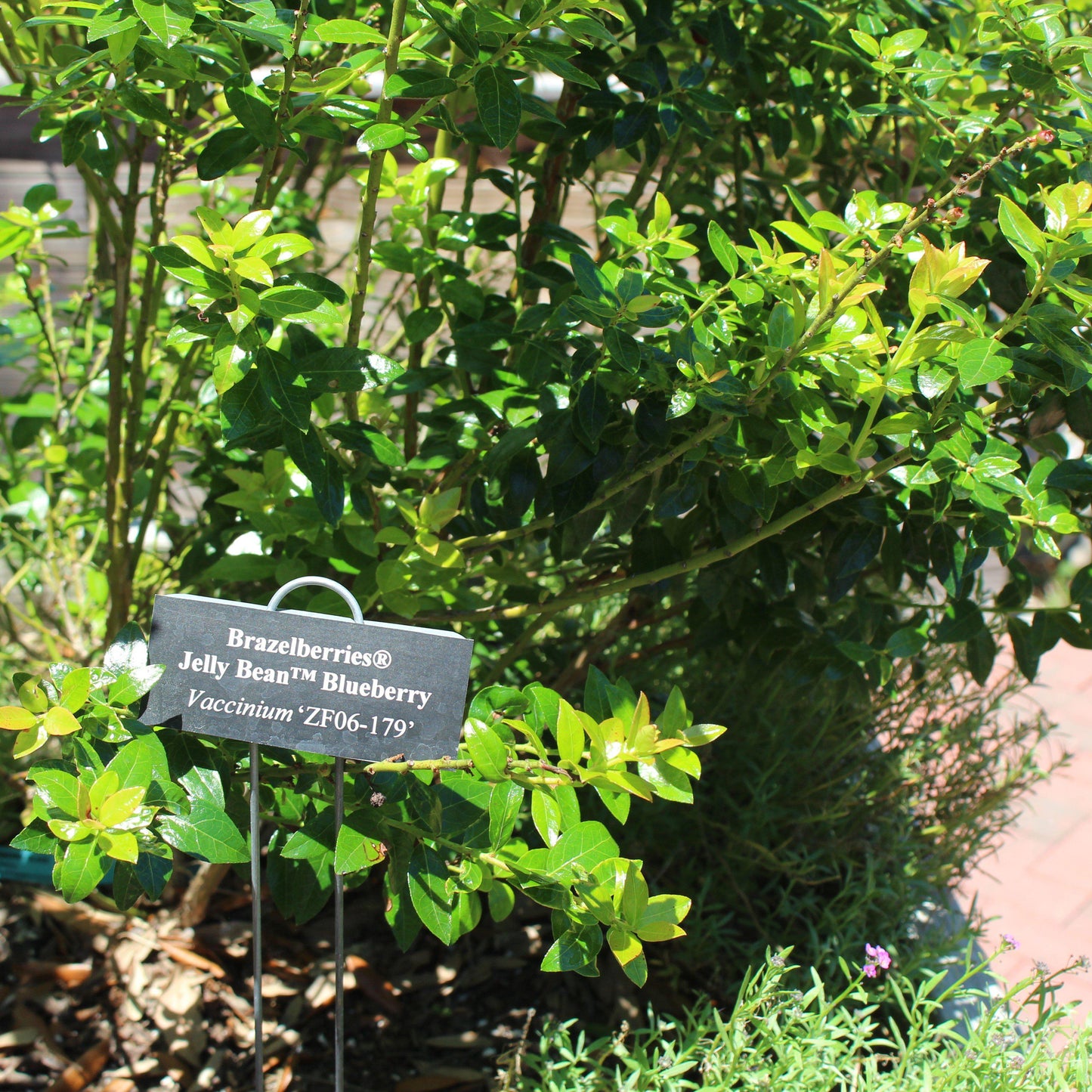 Vaccinium x 'ZF06-179' - Jelly Bean® Blueberry