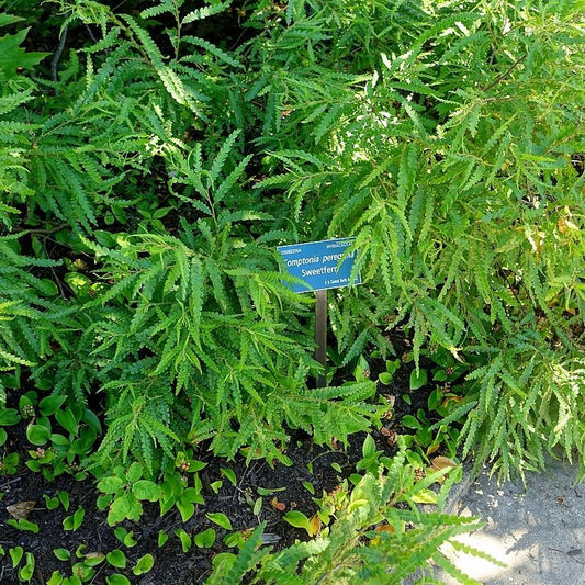 Comptonia peregrina - Sweet Fern