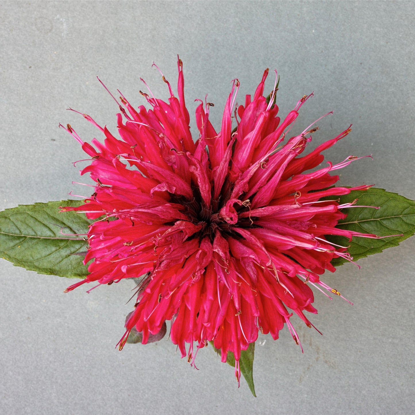 Monarda 'Cherry Pops' - Sugar Buzz® 'Cherry Pops' Bee Balm