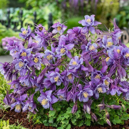 Aquilegia 'PAS1258487' - Earlybird™ Purple Blue Columbine