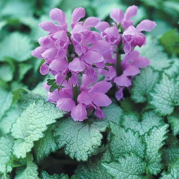 Lamium maculatum 'Orchid Frost' - Orchid Frost Deadnettle