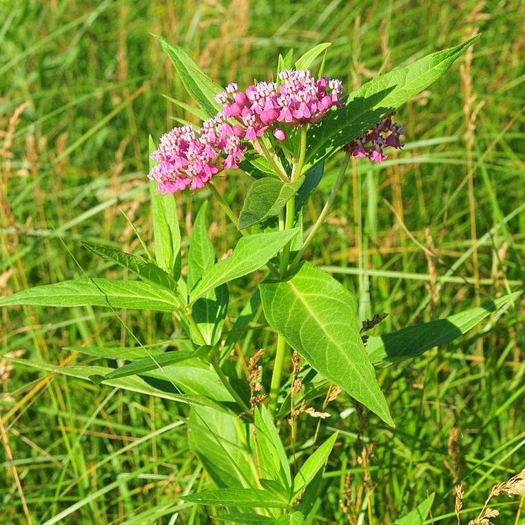 Asclepias incarnata - Swamp Milkweed, Rose Milkweed