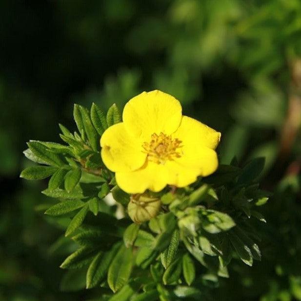 Potentilla fruticosa 'Goldfinger' - Goldfinger Potentilla