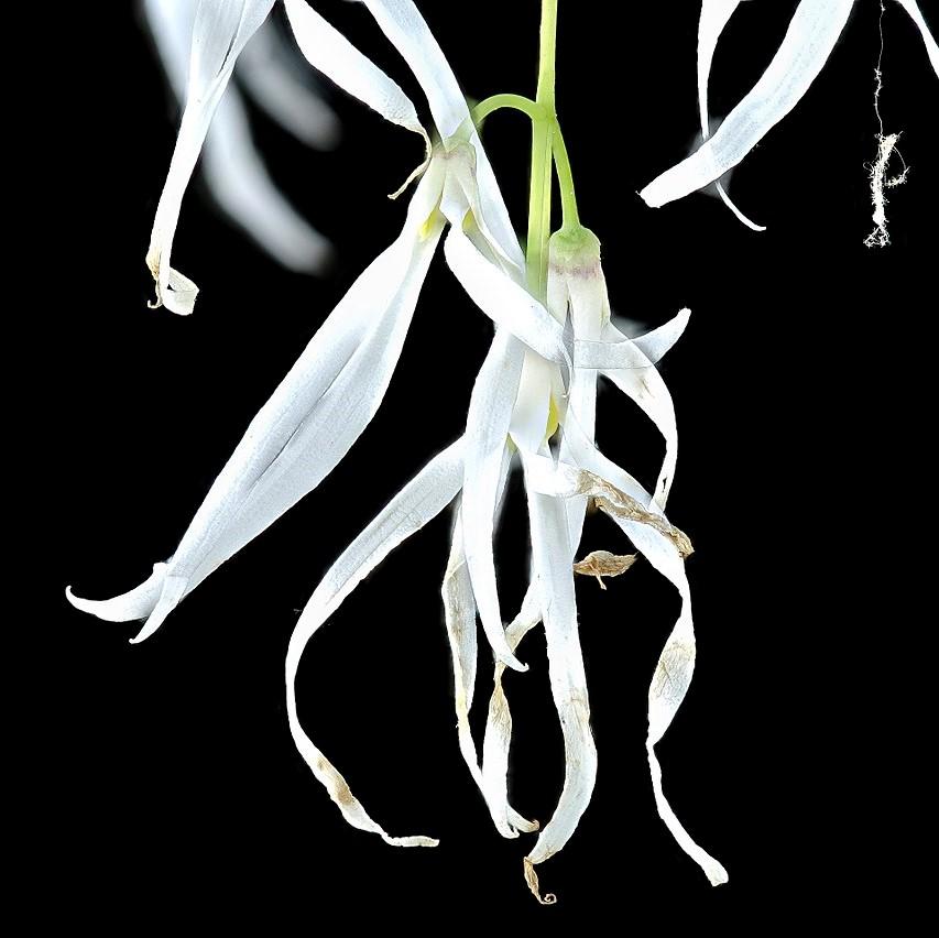 Chionanthus virginicus - White Fringe Tree