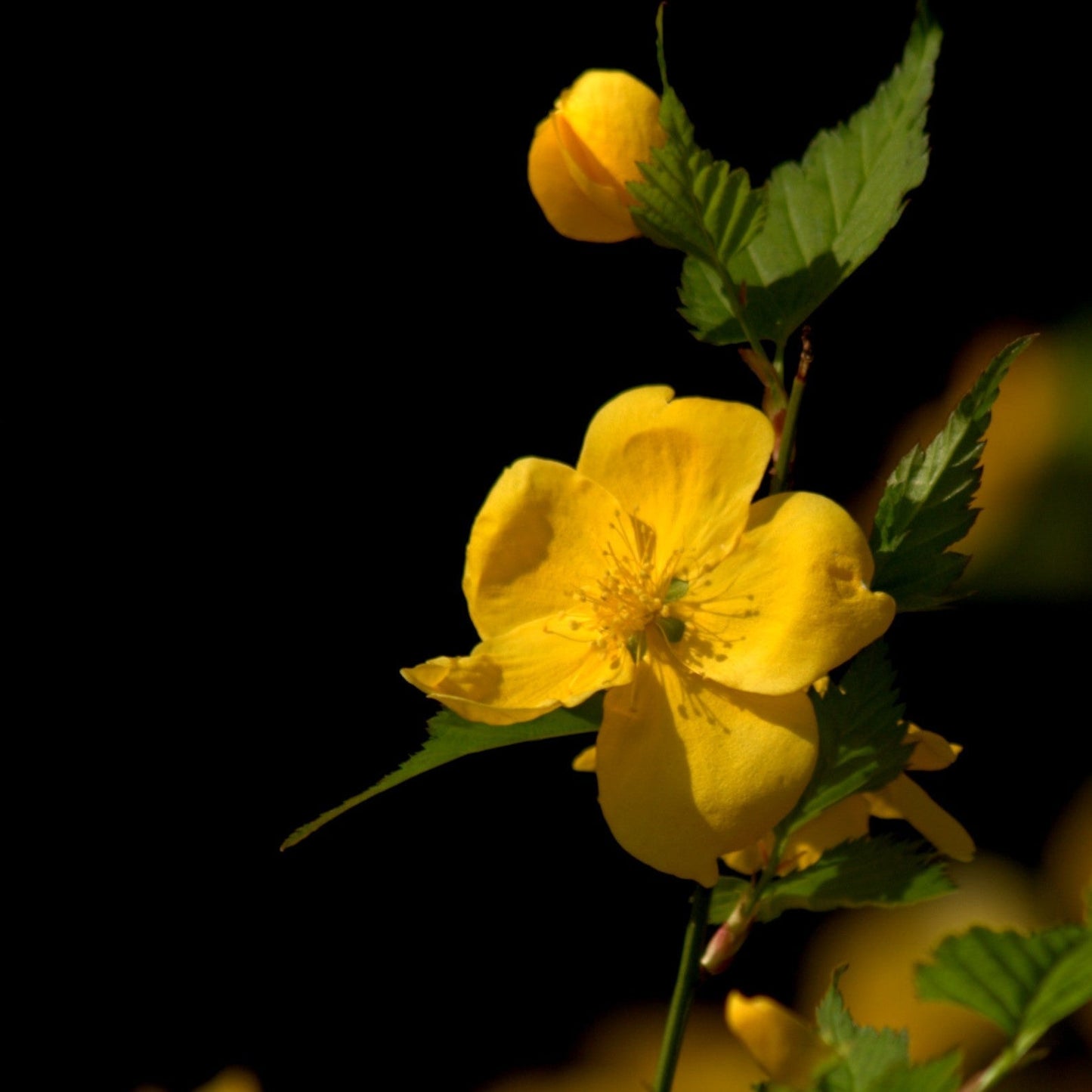 Kerria japonica 'Golden Guinea' - Golden Guinea Japanese Kerria
