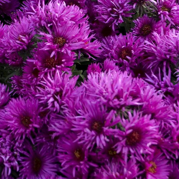 Aster novae-angliae 'Pink Crush' - Pink Crush Aster
