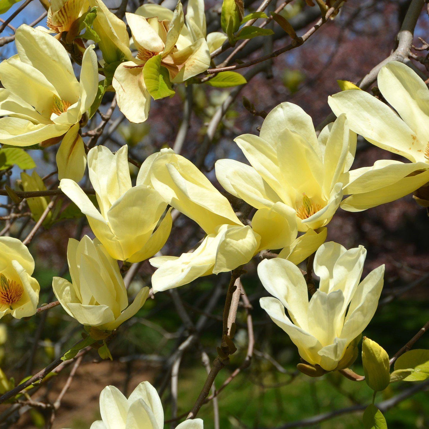 Magnolia 'Elizabeth' - Elizabeth Magnolia
