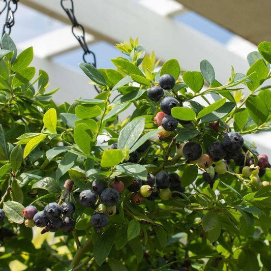 Vaccinium corymbosum hybrid 'FC12-029' - Bushel and Berry® Sapphire Cascade Blueberry