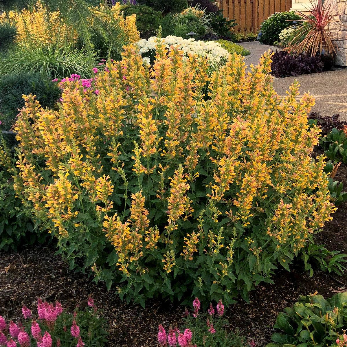 Agastache ‘Kudos Yellow’ - Kudos™ Yellow Hummingbird Mint, Hyssop