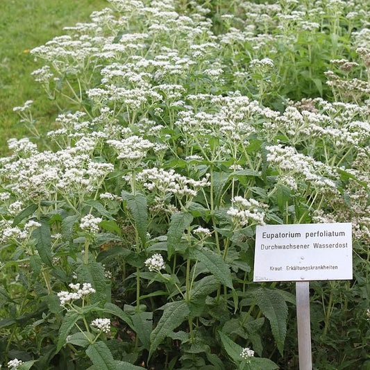 Eupatorium perfoliatum - American Boneset