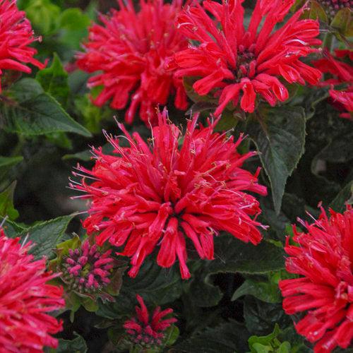 Monarda didyma 'Pardon My Cerise' - Pardon My Cerise Bee Balm