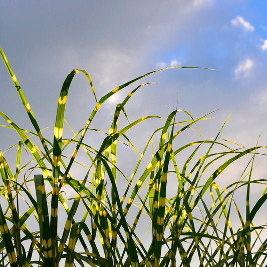 Miscanthus sinensis 'NCMS2B' - Bandwidth Maiden Grass