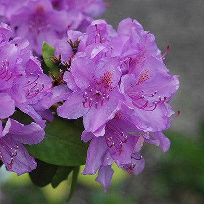 Rhododendron catawbiense 'Boursault' - Boursault Catawba Rhododendron