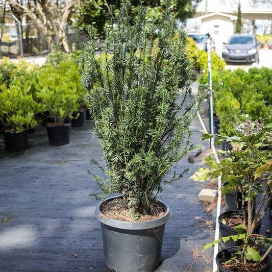 Cephalotaxus harringtonia 'Fastigiata' - Upright Japanese Plum Yew