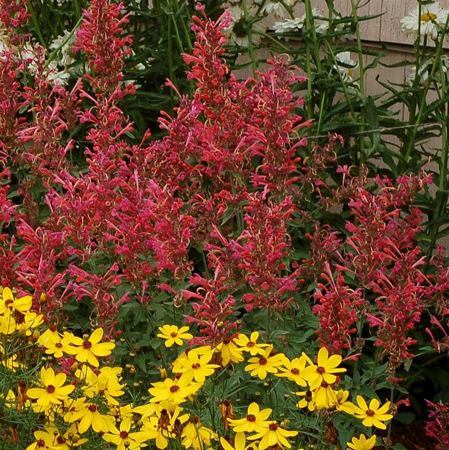 Agastache ‘Kudos Coral’ - Kudos™ Coral Hummingbird Mint, Hyssop
