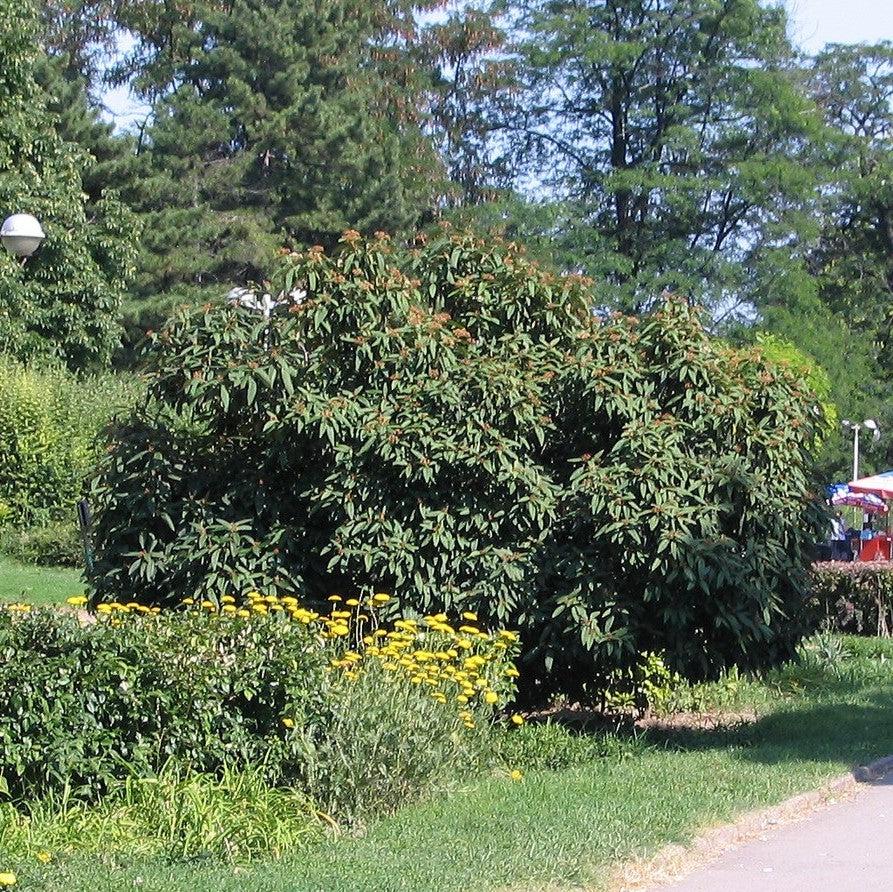 Viburnum rhytidophyllum - Leatherleaf Viburnum