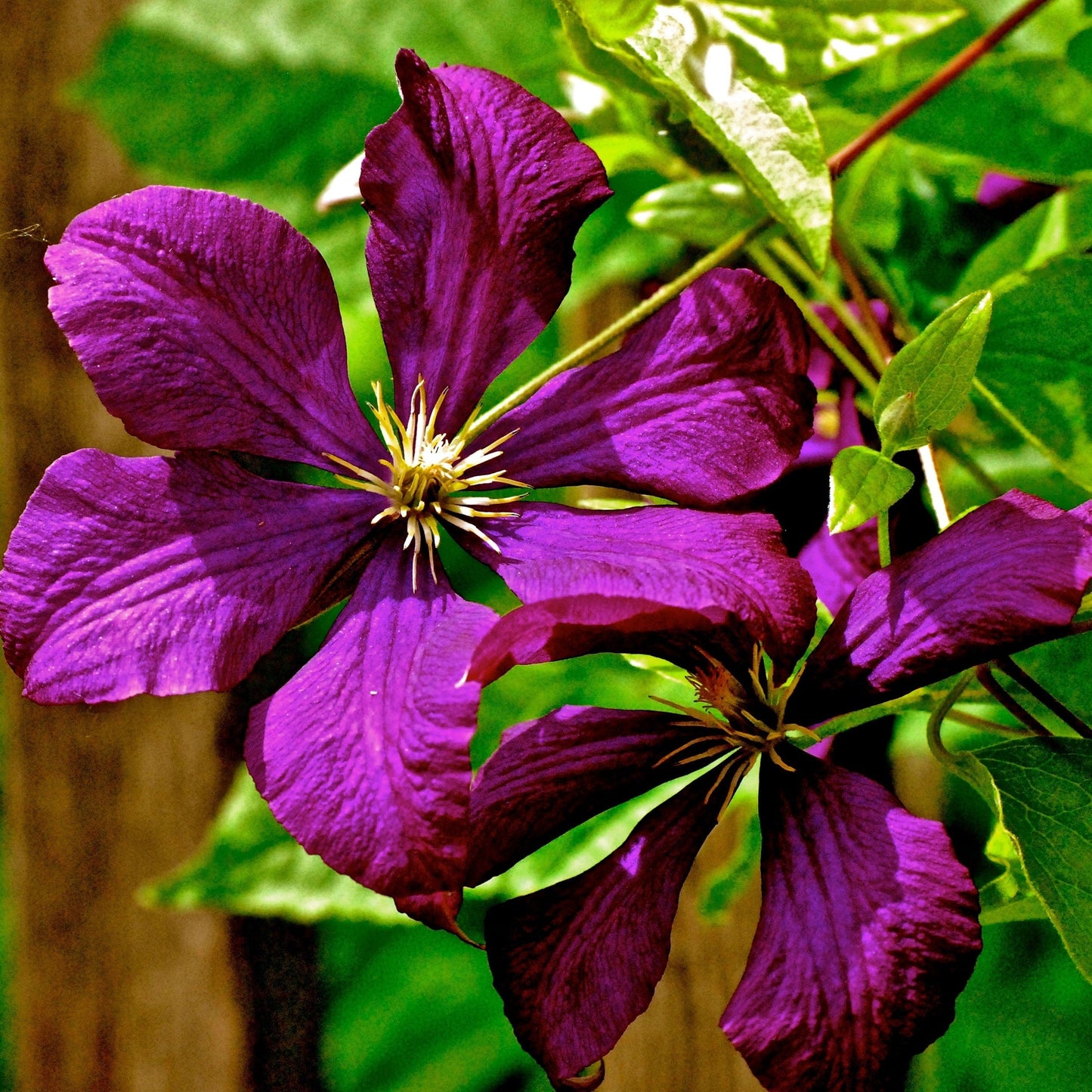 Clematis 'Jackmanii Superba' - Jackmanii Superba Clematis