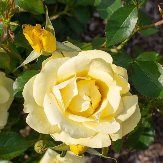 Rosa 'Meianycid' PP 27,894 - Bloomables® Gilded Sun™ Rose