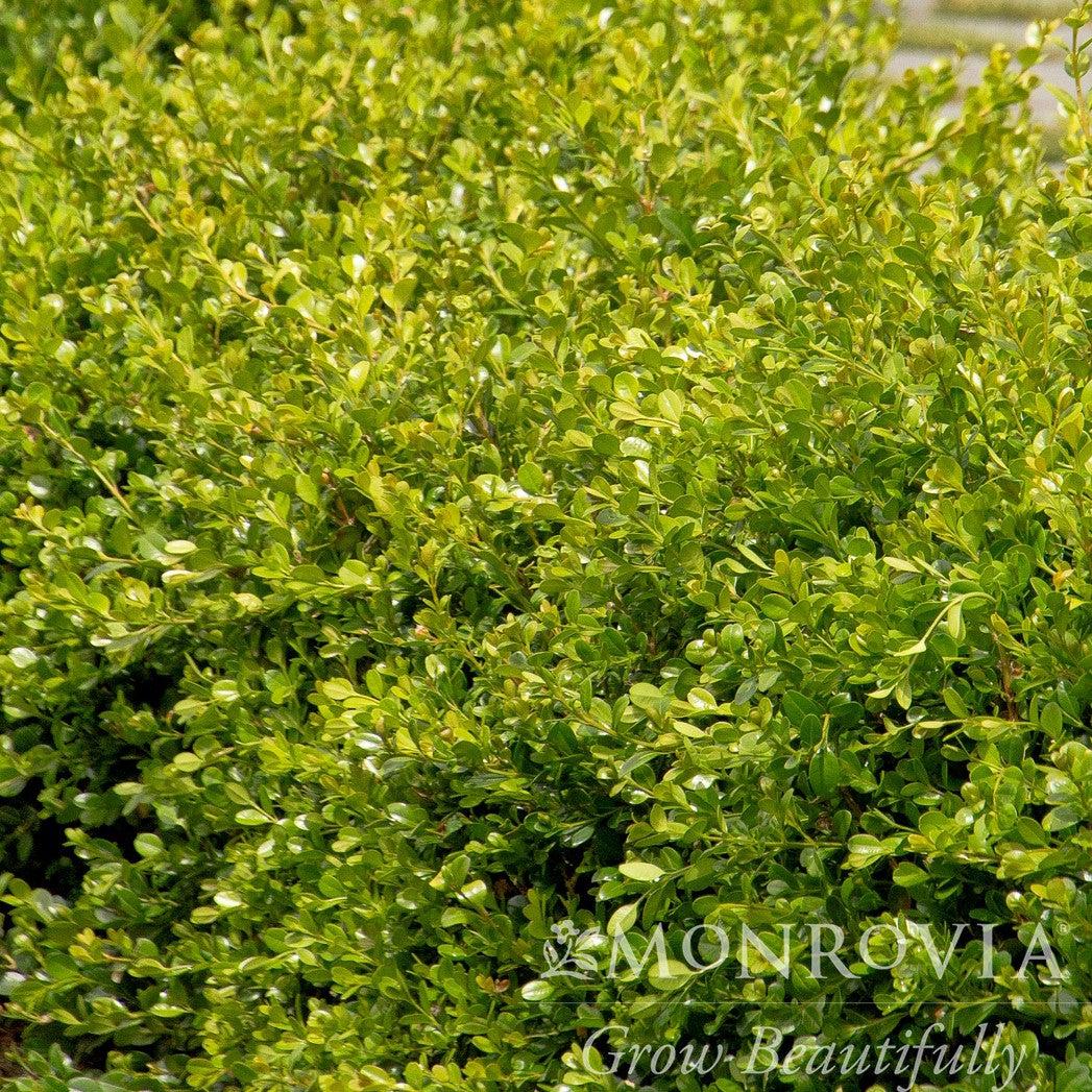 Buxus 'Green Gem' - Green Gem Boxwood