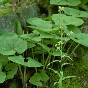 Asarum canadense - Wild Ginger