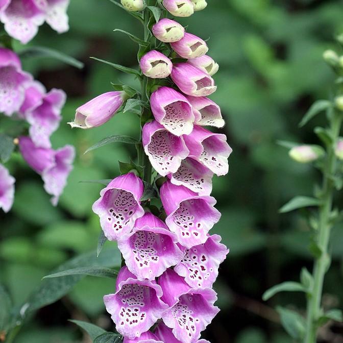 Digitalis purpurea 'Dalmatian Purple' - Dalmatian Purple Foxglove