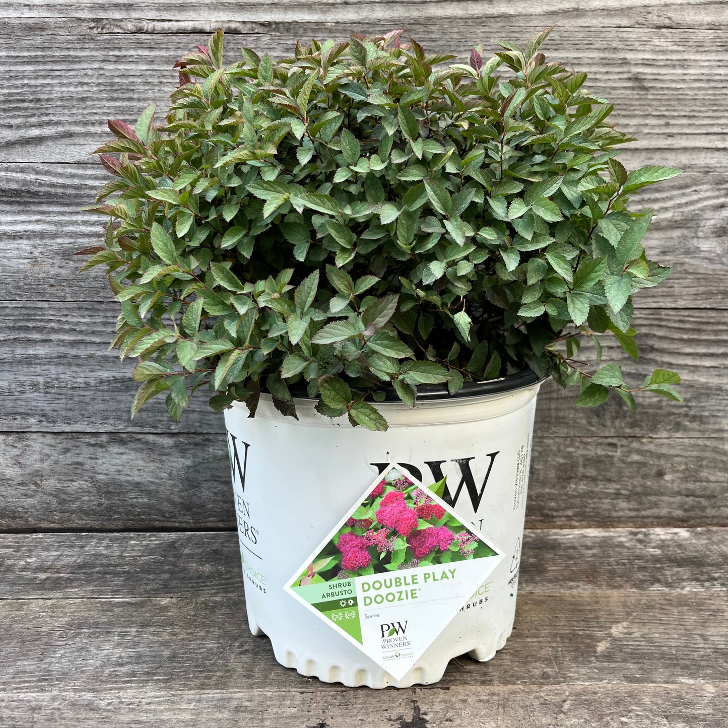 Spiraea x 'NCSX2' - Double Play® Doozie Spirea