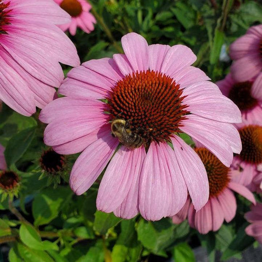Echinacea purpurea 'Prairie Splendor' - Prairie Splendor Echinacea