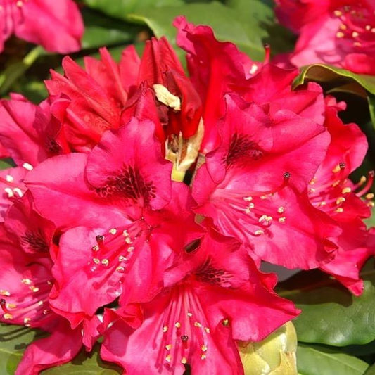 Rhododendron 'Nova Zembla' - Nova Zembla Rhododendron