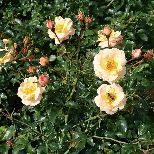 Rosa x 'NOA97400A' - Flower Carpet® Amber Rose