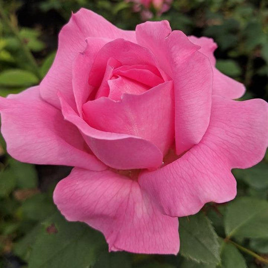 Rosa 'LIMformosa' - True Inspiration Rose