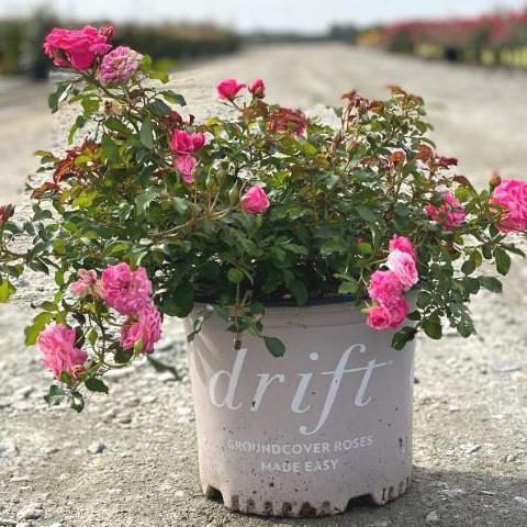 Rosa 'Meiswetdom' PP #21,612 - Sweet Drift® Rose