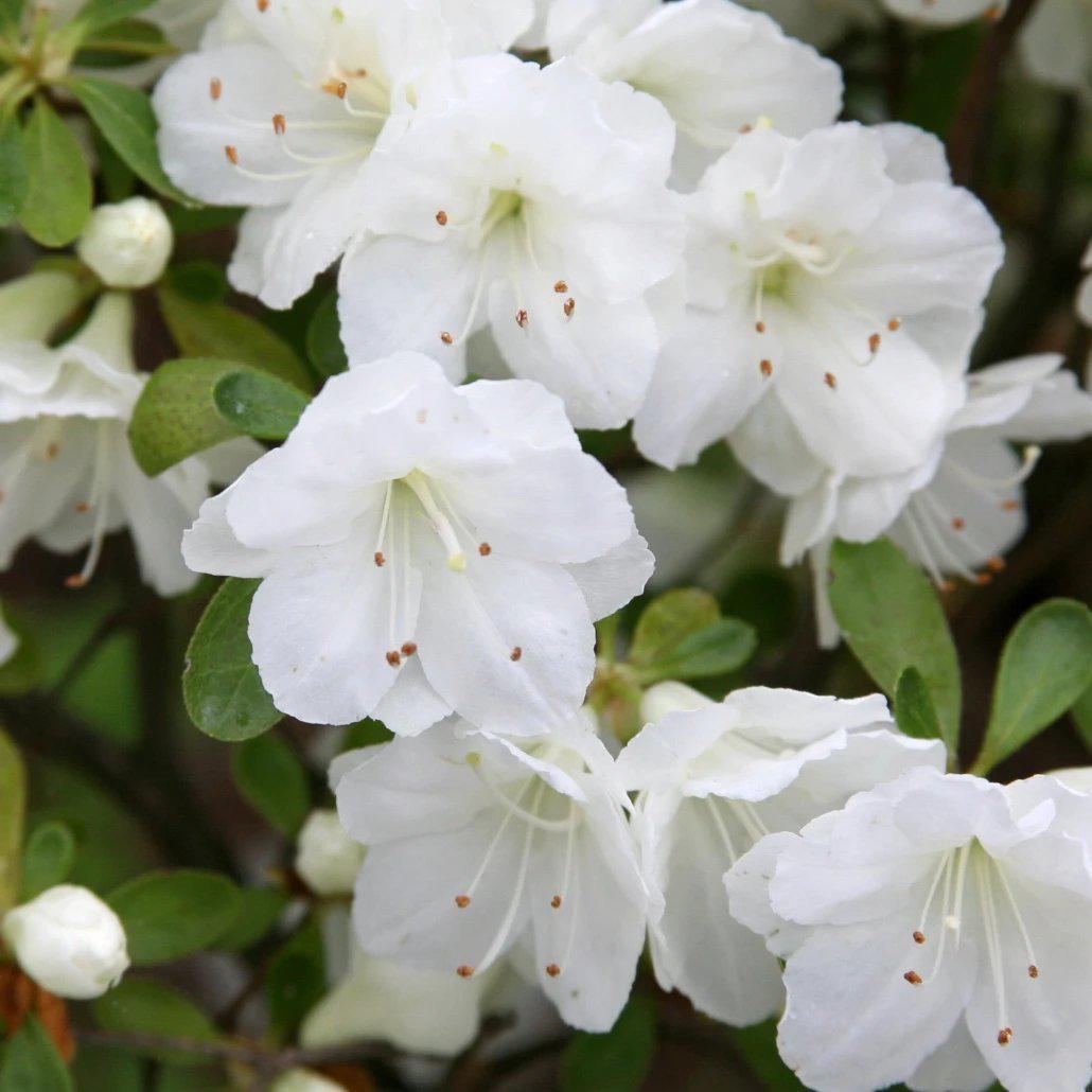 Azalea x 'Gumpo White' - Gumpo White Azalea