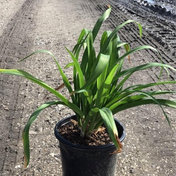 Hemerocallis 'Happy Returns' - Happy Returns Daylily