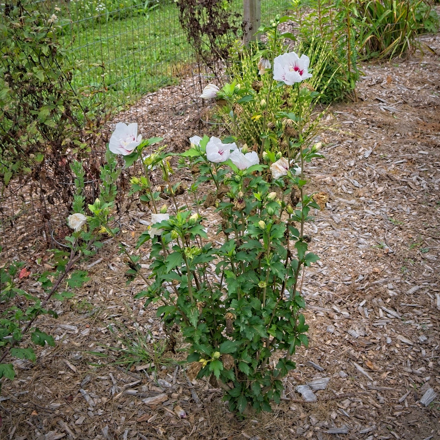 Hibiscus syriacus 'MINFREN' - First Editions® Bali™ Hibiscus