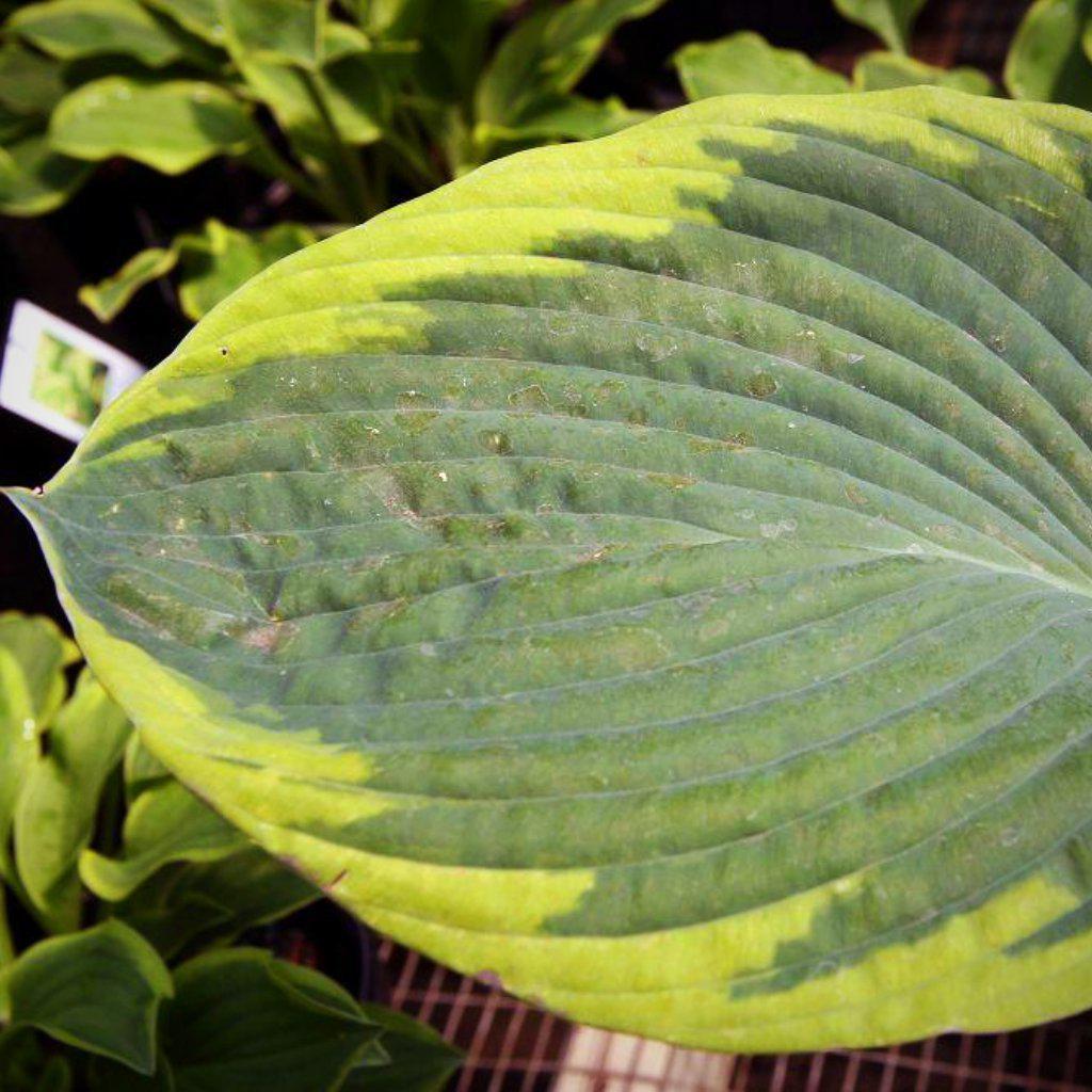 Hosta 'Frances Williams' - Frances Williams Hosta