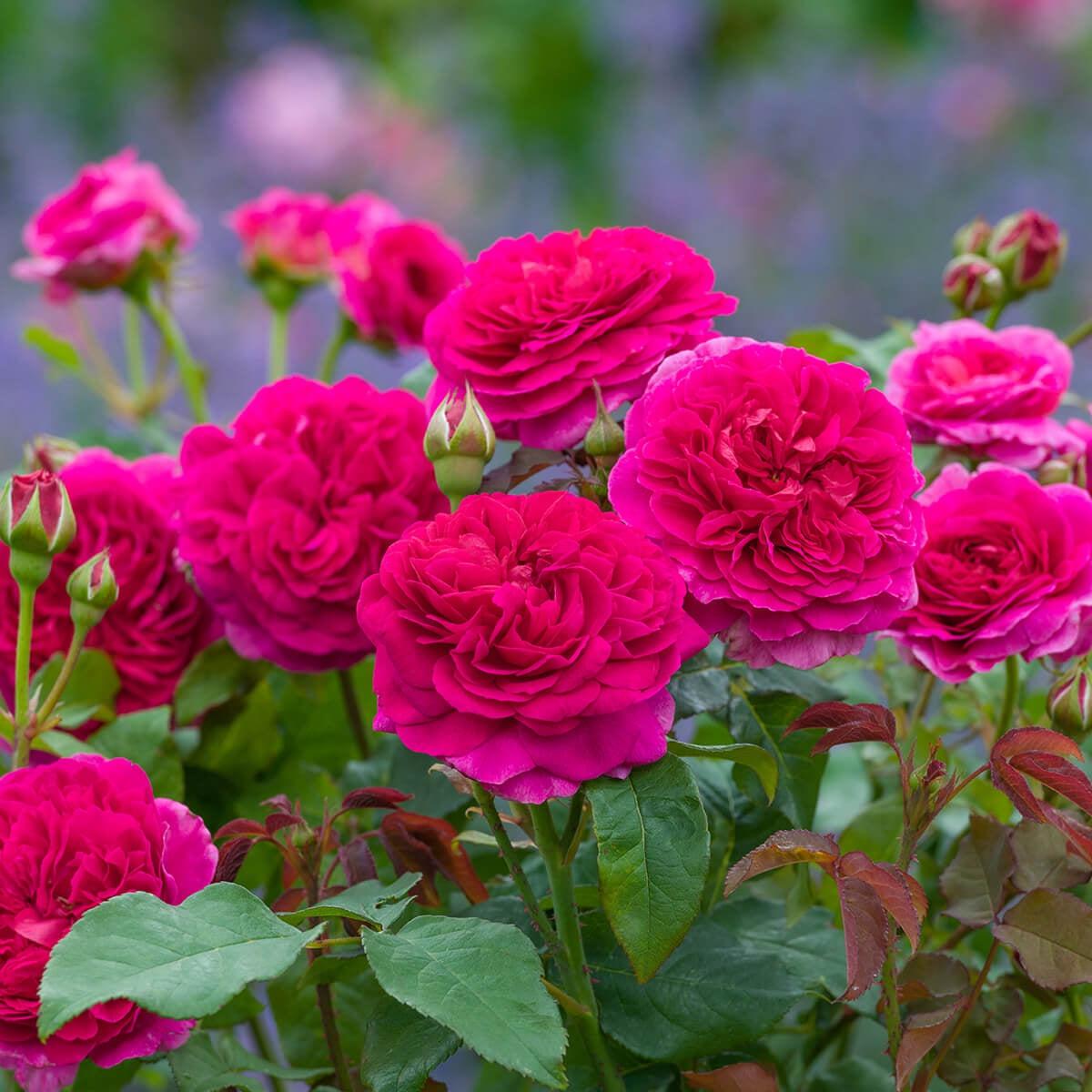 Rosa 'Auscrowd' - Gabriel Oak Rose