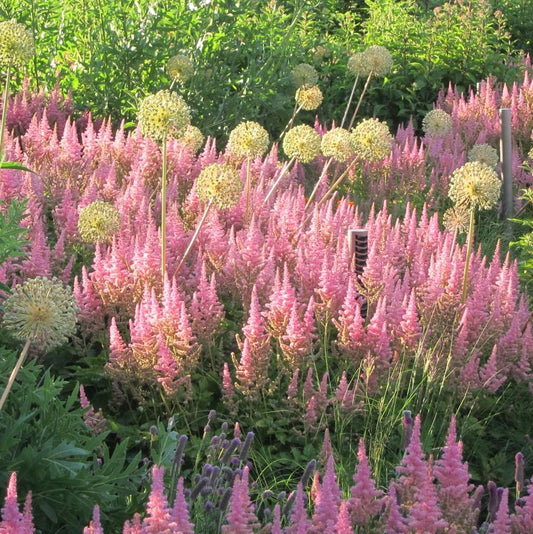 Astilbe chinensis 'Vision in Pink' - Vision in Pink Chinese Astilbe