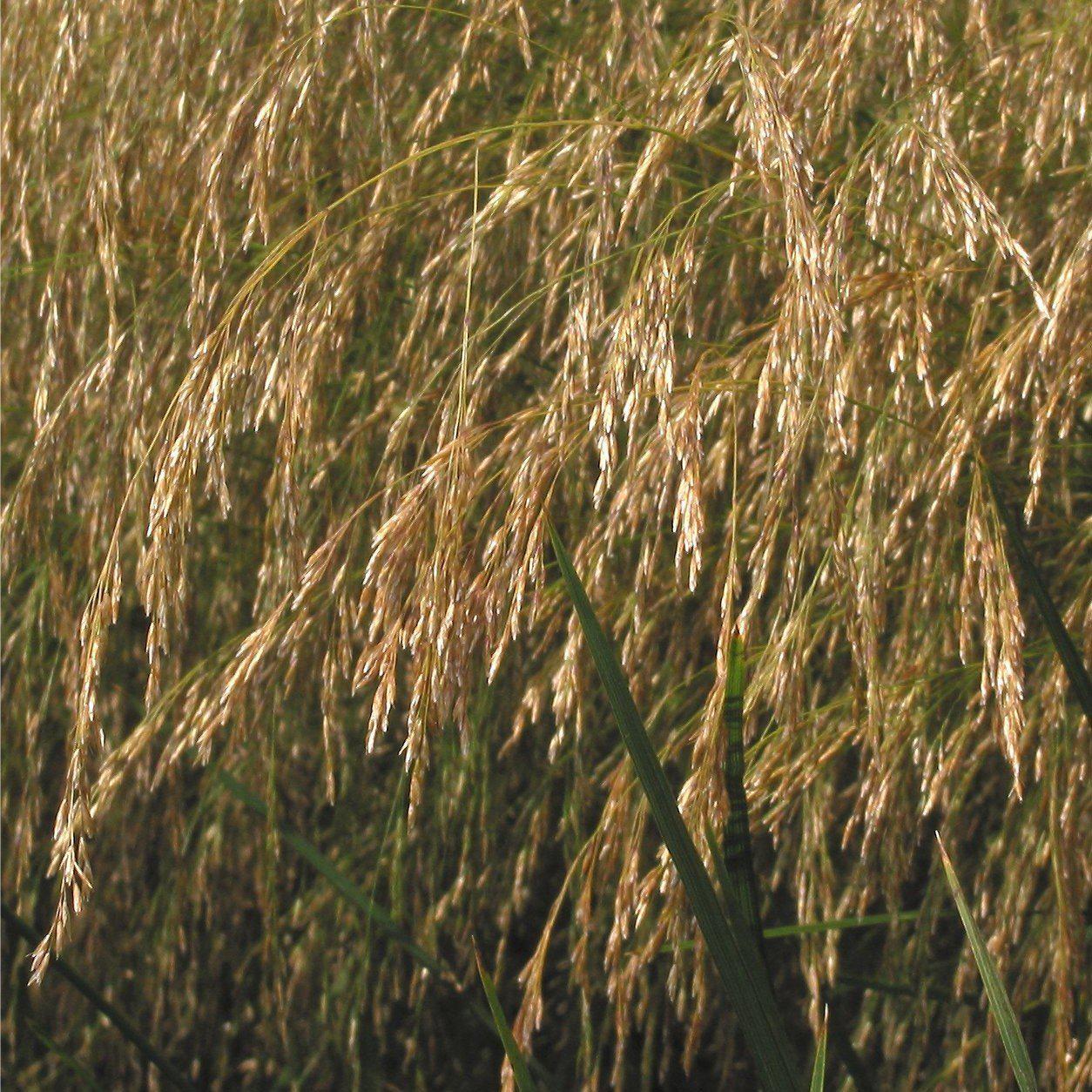 Deschampsia cespitosa - Tufted Hairgrass