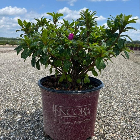 Rhododendron ‘Roblezd’ - Encore® Autumn Majesty™ Azalea