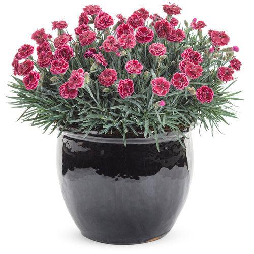 Dianthus 'Black Cherry Frost' - Fruit Punch® Black Cherry Frost Dianthus