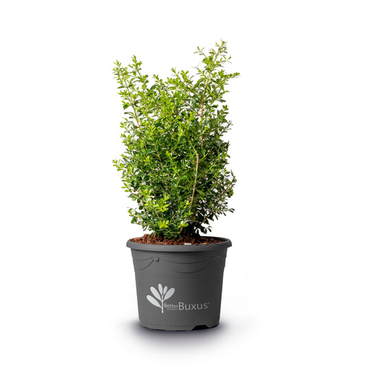 Buxus 'HER2009B03’ PP32275 - BetterBoxwood® Skylight™ Boxwood
