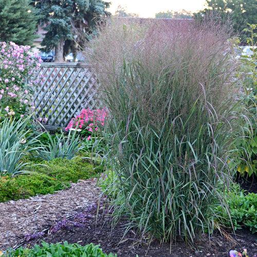 Panicum virgatum 'Apache Rose' PP29142 - Prairie Winds® Apache Rose Switch Grass