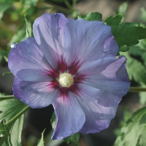 Hibiscus syriacus 'DVPazurri' - Azurri Blue Satin® Rose of Sharon