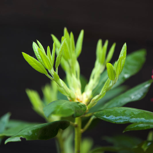 Rhododendron maximum 'Roseum' - Pink Rosebay Rhododendron
