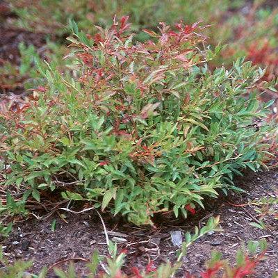 Vaccinium angustifolium 'Burgundy' - Burgundy Lowbush Blueberry