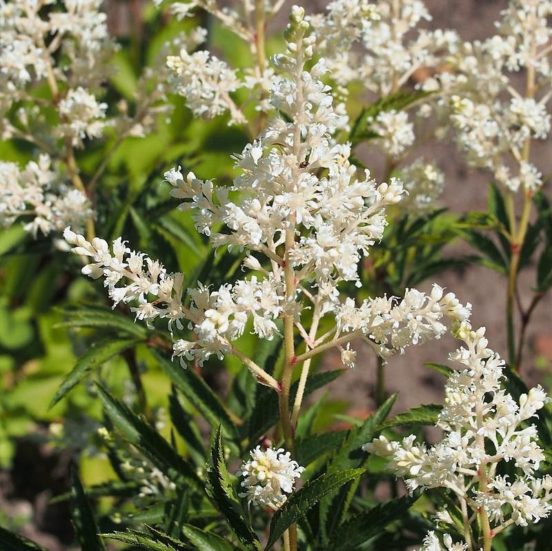 Astilbe chinensis 'Vision in White' - Vision in White Chinese Astilbe
