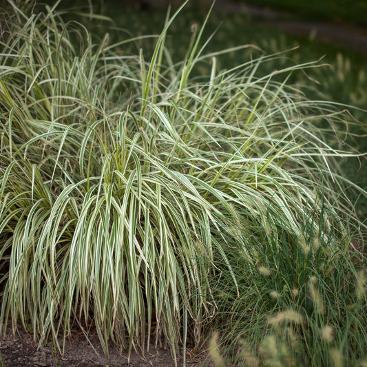 Carex oshimensis 'Feather Falls' - Feather Falls Sedge
